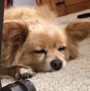 Meet your Posher, Adam